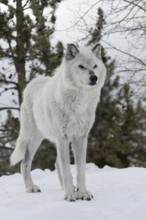 Light-coloured wolf... Timber wolf (Canis lupus lycaon) in winter, wolf, grey wolf, grey wolf