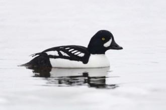 Northern Pochard (Bucephala islandica) in winter, adult, beautifully marked male swimming in icy