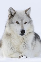 Grey wolf, Timberwolf wolf (Canis lupus) in winter, close-up, lying, wolf resting in the snow,