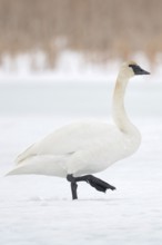 Ice and snow... Trumpeter Swan (Cygnus buccinator) walking across a frozen river, characteristic