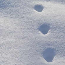 Fox, red fox (Vulpes vulpes), tracks in the snow, track, animal track, animal track, footsteps,