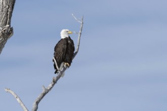 Majestic... Bald eagle (Haliaeetus leucocephalus), American eagle sitting proudly in a tree against