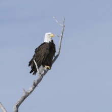 Bald eagle (Haliaeetus leucocephalus), adult bird, heraldic bird of the USA, sits high up in a