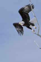 The take-off... Bald eagle (Haliaeetus leucocephalus), eagle, American national symbol and heraldic
