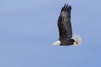 In flight... Bald eagle (Haliaeetus leucocephalus), American heraldic bird, flying eagle, American