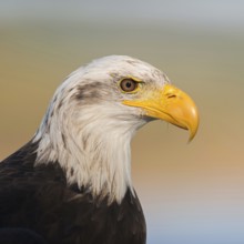 Mighty yellow beak... Bald eagle (Haliaeetus leucocephalus), impressive bird of prey, sea eagle,