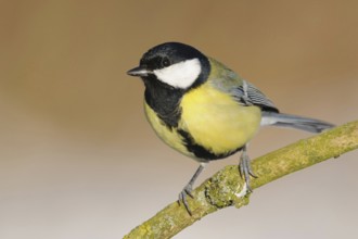 One of the best known native songbirds... Great Tit (Parus major), common bird that can be observed