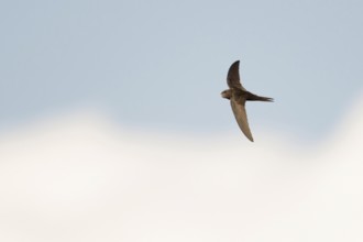 Swift as an arrow... Swift (Apus apus) in flight, stays in the air almost without interruption for