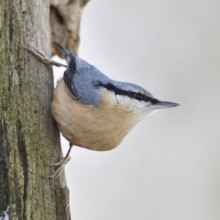 Climbing artist... European nuthatch (Sitta europaea) foraging in winter on the dead wood of an old