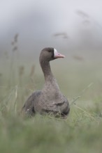 Greater White-fronted Goose (Anser albifrons), northern wild goose in the tall grass of a meadow,