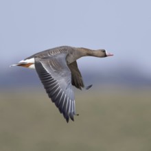 In the air... White-fronted goose (Anser albifrons), wild goose in flight over meadows and dykes in