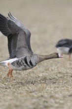 With a run-up... White-fronted goose (Anser albifrons), northern wild goose, wintering on the Lower