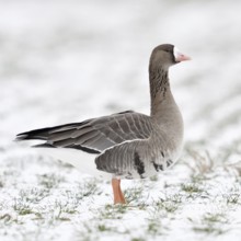 White-fronted goose (Anser albifrons) in winter on farmland covered with snow, Nordic winter