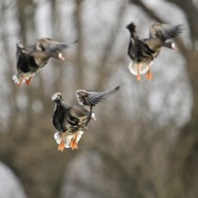 Flying in... White-fronted geese (Anser albifrons), arrival, arctic, northern wild geese fly in,