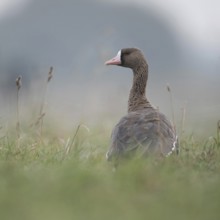 Looking round... White-fronted goose (Anser albifrons), wintering wild goose in the tall grass of a
