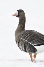 White-fronted goose (Anser albifrons), wild goose on the Lower Rhine, winter visitor from the