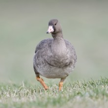 White-fronted goose (Anser albifrons), arctic wild goose, wintering guest on the Lower Rhine, young