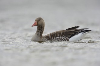 Greylag goose (Anser anser) swims on a body of water in cloudy weather, wild goose, second largest