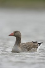 Greylag goose (Anser anser), swimming wild goose, second largest goose species in Europe,