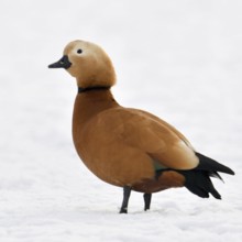 Ruddy-headed goose (Tadorne casarca), wild goose, male, in breeding plumage, displaying all the