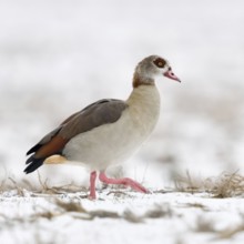 Nile goose (Alopochen aegyptiacus), invasive conspicuous wild goose in Europe, on the Lower Rhine