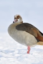 Nile goose (Alopochen aegyptiacus), now widespread wild goose, in winter, in the snow, neozone,