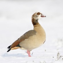 Egyptian goose (Alopochen aegyptiacus) in winter on the Lower Rhine, in the snow, standing on