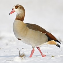 Nile goose (Alopochen aegyptiacus), invasive conspicuous wild goose in Europe, on the Lower Rhine