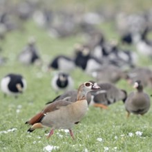 Nile goose (Alopochen aegyptiacus), in winter, invasive species in Western Europe, roosts together