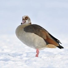 Nile goose (Alopochen aegyptiacus), now widespread wild goose, in winter, in the snow, neozone,