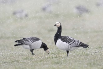 Barnacle geese, white-fronted geese (Branta leucopsis), flock in winter, on a pasture during a snow