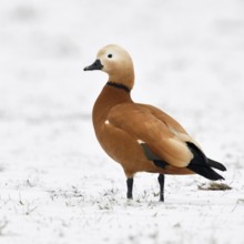 Ruddy-headed goose (Tadorne casarca) in the snow, wild goose, invasive species in Europe, wintering