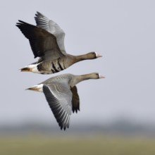 Travelling together... White-fronted geese (Anser albifrons) in their winter quarters on the Lower