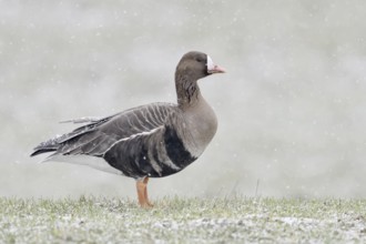 White-fronted goose (Anser albifrons) in winter, during heavy snowfall on the Lower Rhine, northern