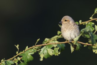 In the best light... Red-backed shrike (Lanius collurio), fledgling in late evening light high up
