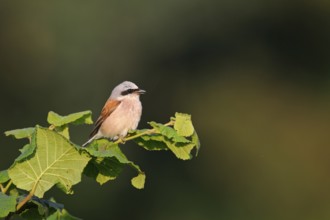In the evening light... Red-backed shrike (Lanius collurio), colourful male sits in the evening sun