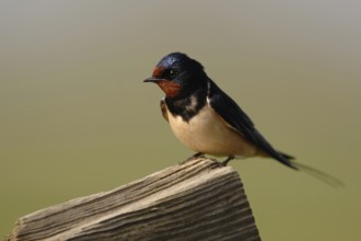 Migratory birds... Barn Swallow (Hirundo rustica), Swallow, well-known native migratory bird sits