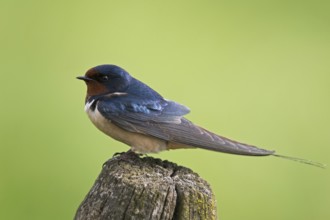 Elegant... Barn Swallow (Hirundo rustica) in summer on the old fence of a paddock in front of the