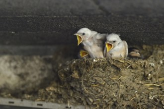 Aggressive begging... Barn Swallow (Hirundo rustica), young swallows, young birds, chicks, baby