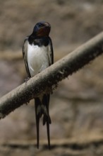 In the old cowshed... Barn Swallow (Hirundo rustica), larger native, widespread swallow with deeply
