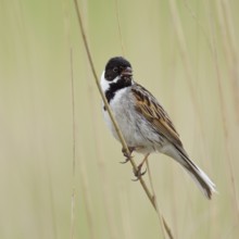 Reed dweller... Reed bunting (Emberiza schoeniclus), male adult bird in breeding plumage, splendour