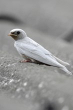 Leucism... white barn swallow (Hirundo rustica), fledged young bird with a genetic defect that