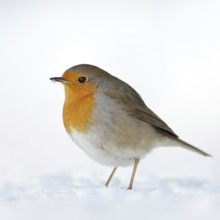 Steadfast... Robin (Erithacus rubecula) in the snow, perhaps the best-known native songbird,