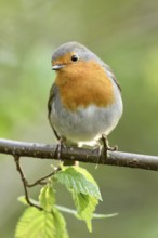 Cute little fellow... Robin (Erithacus rubecula) in spring, popular, almost everywhere common,