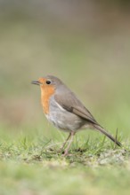 On the lawn in the garden... Robin (Erithacus rubecula) sits on the ground and sings, just as we