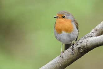 Loved by all... Robins (Erithacus rubecula) are a favourite among native songbirds. With their