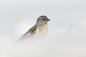 Survival artist... Snow sparrow (Montifringilla nivalis) in deep snow, bird of the Alps and other
