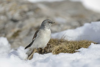 Snow sparrow (Montifringilla nivalis) in typical habitat, high mountains, during snowmelt in
