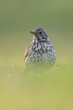 Song artist... Song thrush (Turdus philomelos) on the ground on grass, attentively watching over