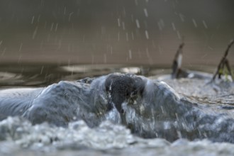 Against the current... White-throated Dipper (Cinclus cinclus) during a dive to search for food in
